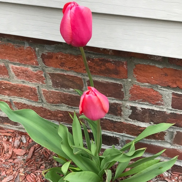 Meet your Posher, Bella Brown! - Picture 3 of 3